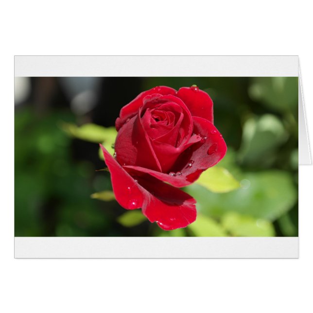 Cartão Bela Rosa vermelha Profunda (Frente Horizontal)