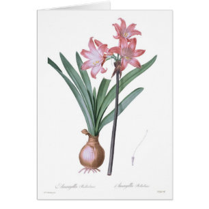 Cartão Beladona do Amaryllis