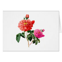 belas flores de rosa vermelhas e rosadas vintage