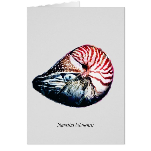 Cartão Belauensis do nautilus (Frente)