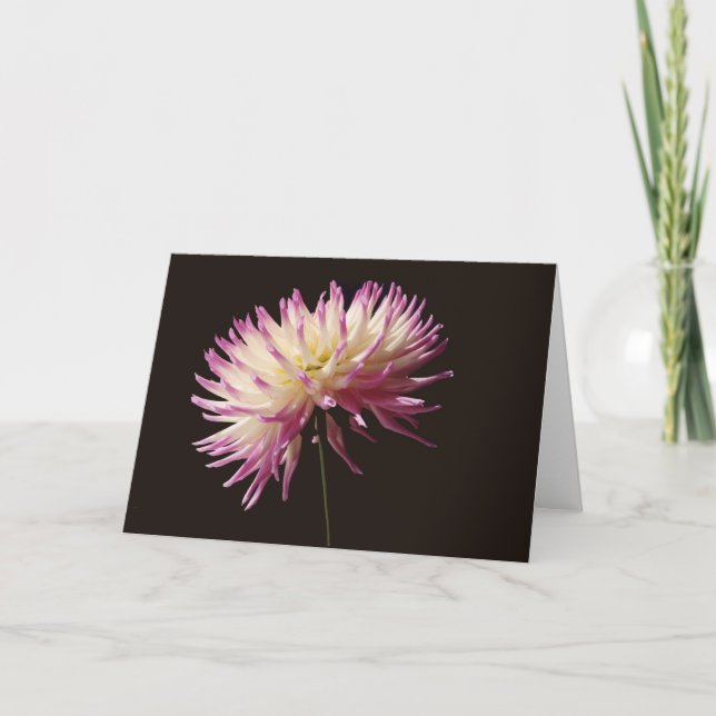 Cartão beleza absoluta (Frente)