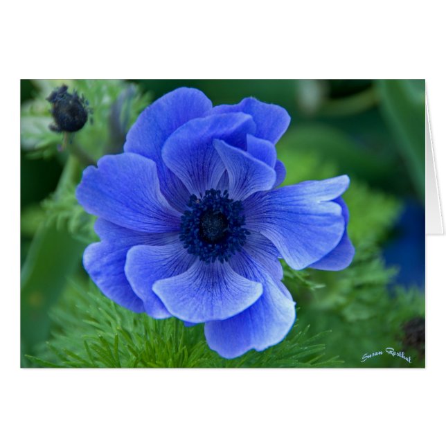 Cartão Beleza Azul (Frente Horizontal)