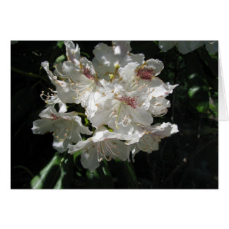 Cartão Beleza branca