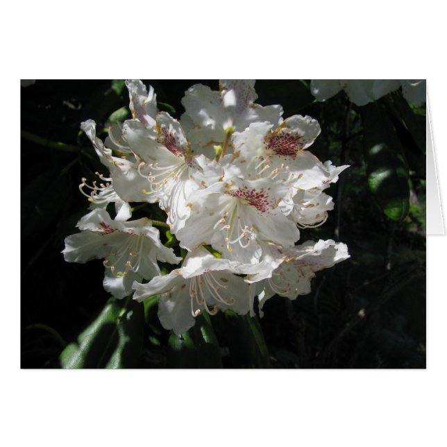 Cartão Beleza branca (Frente Horizontal)