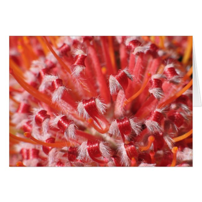 Cartão Beleza de Alemany (Frente Horizontal)