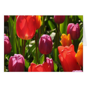 Cartão beleza de primavera tulipas