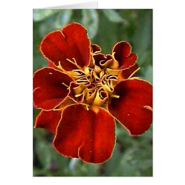 Cartão beleza escarlate (Frente)