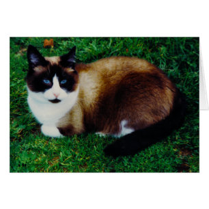 Cartão Beleza felino