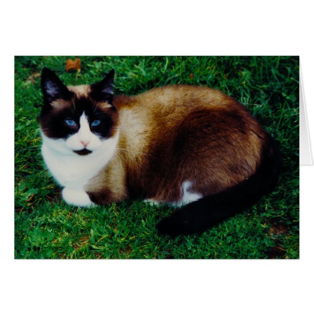 Cartão Beleza felino (Frente horizontal)