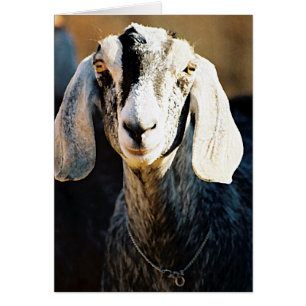 Cartão Beleza Nubiana