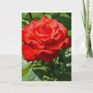 Cartão Beleza Rosa