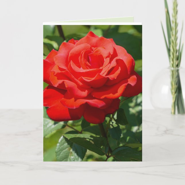 Cartão Beleza Rosa (Frente)