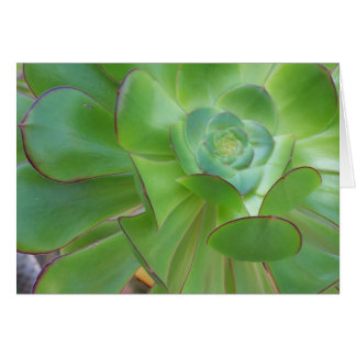 Cartão Beleza Suculenta... Oxnard California