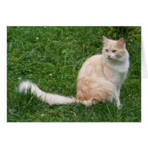 Cartão Beleza Vermelha-Luz