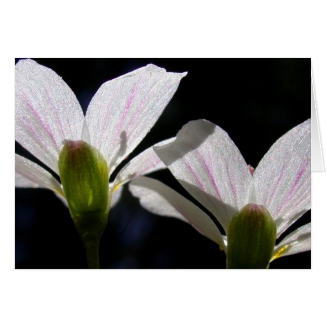 Cartão Belezas de primavera: Há uma flor… (Frente Horizontal)