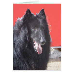 Cartão Belga Groenendael