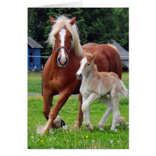 Cartão belgian Mare e Filly