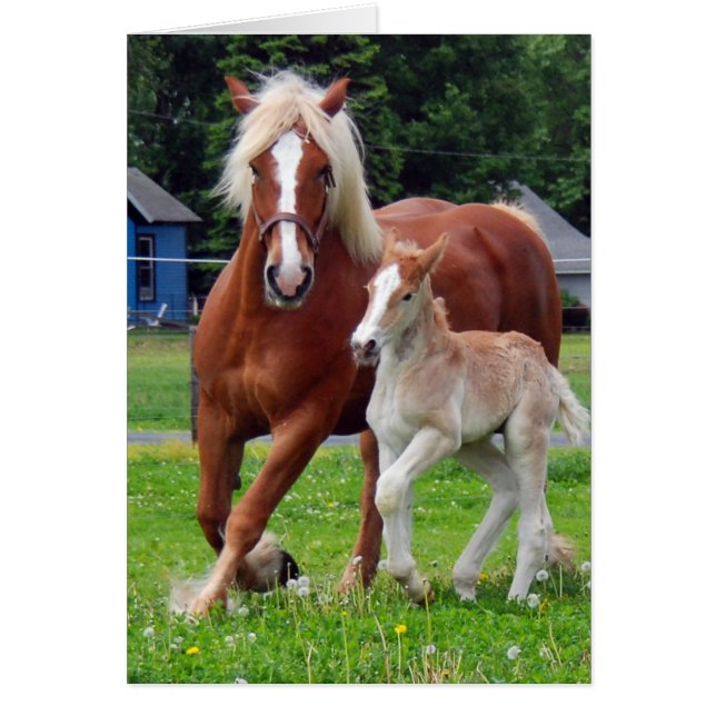 Cartão belgian Mare e Filly (Frente)
