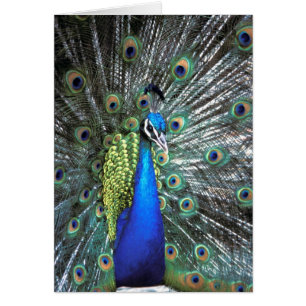 Cartão Belíssimo pavão espalhando penas coloridas