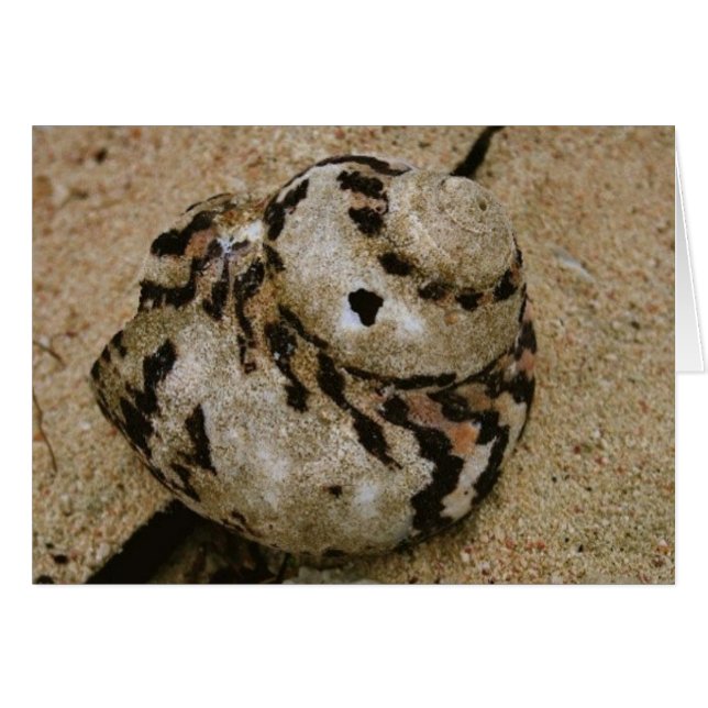 Cartão Belize Shell (Frente horizontal)