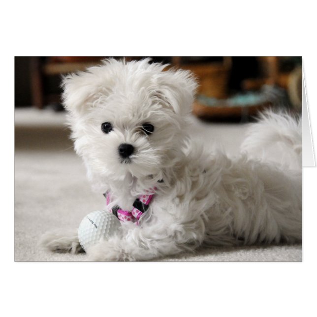 Cartão Bella (Frente Horizontal)