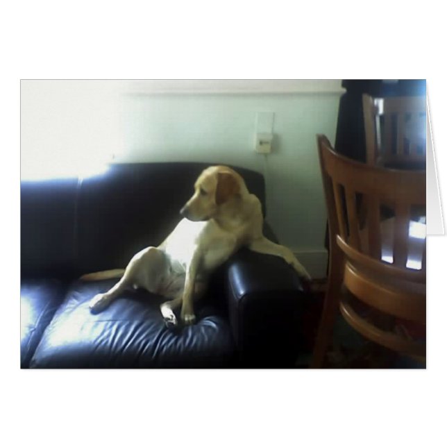 Cartão Bella, cão Labrador amarelo (Frente Horizontal)