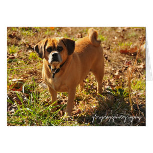 Cartão Bella, o puggle