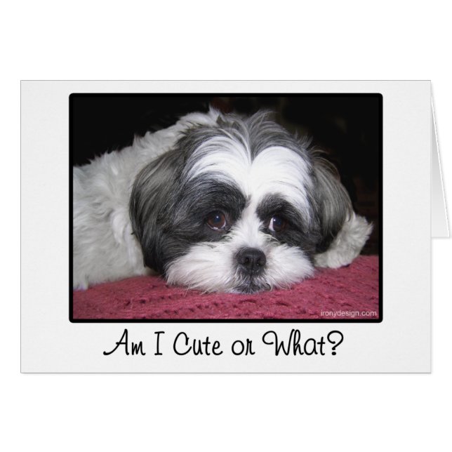 Cartão Belle o cão de Shih Tzu (Frente Horizontal)