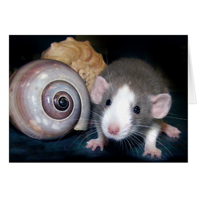 Cartão "Belle's" Spell! (Frente Horizontal)