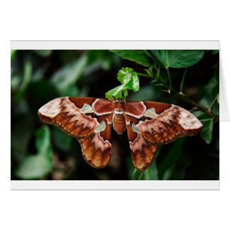 Cartão Belo Atlas Moth
