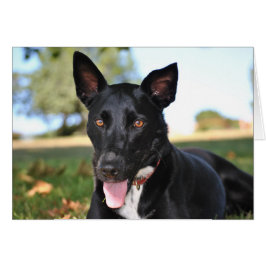 Cartão Belo cão com olhos aveludados