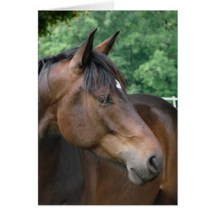 Cartão Belo Cavalo de Baía