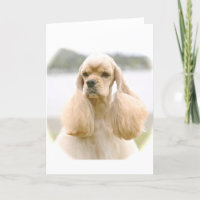 Belo Cocker Spaniel Americano