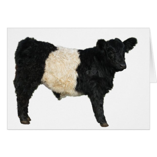 Cartão Belo Cutout Galloway Steer Galloway (Frente Horizontal)