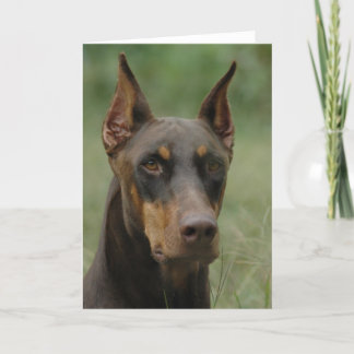 Cartão Belo Doberman