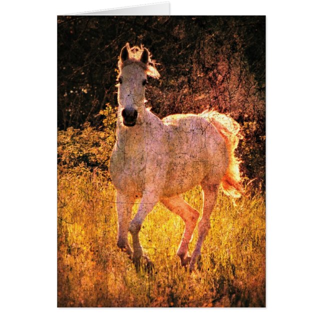 Cartão Belo Equino (Frente)