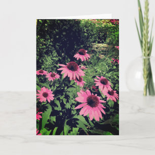Cartão Belo Flor De Cone Em Um Jardim Púrpura Rosa