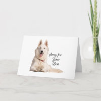 Belo German shepherd Branco Desculpe por seu Los A