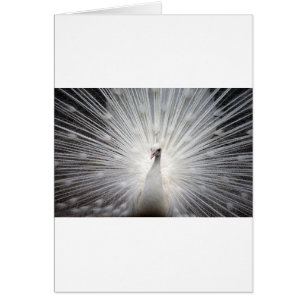 Cartão Belo pavão branco