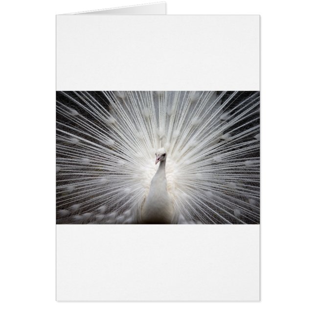 Cartão Belo pavão branco (Frente)