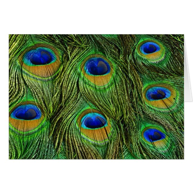Cartão Belo Penas de Peacock (Frente Horizontal)
