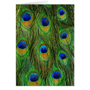 Cartão Belo Penas de Peacock
