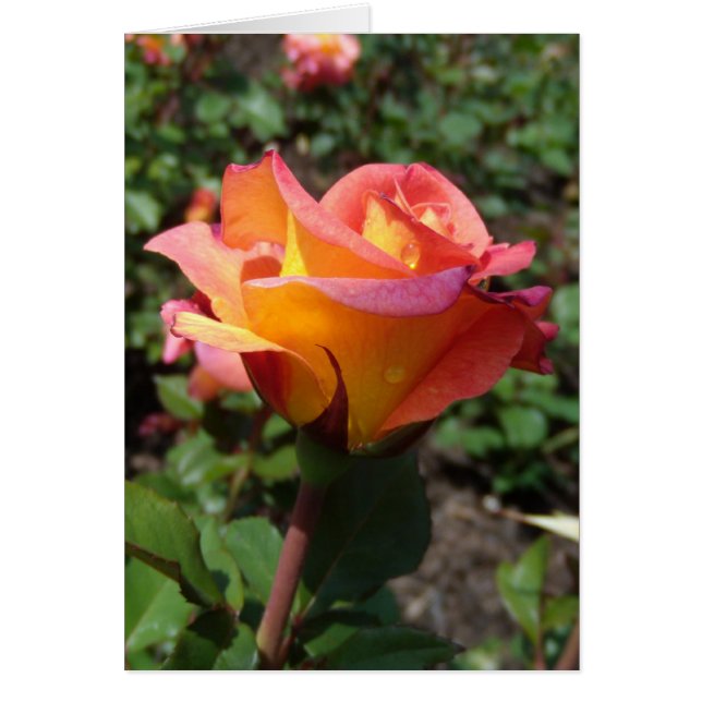 Cartão Belo Rosa (Frente)