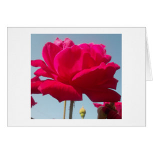 Cartão Belo Rosa Celestial Vermelho Belo Contra Azul