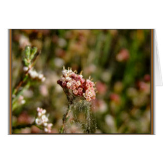 Cartão Belo sangramento