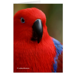 Cartão Belo "Senhora em Vermelho" Eclectus Parrot