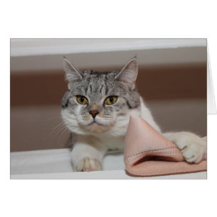 Cartão Belo Tomcat de Shorthair Britânico