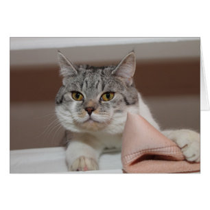 Cartão Belo Tomcat de Shorthair Britânico