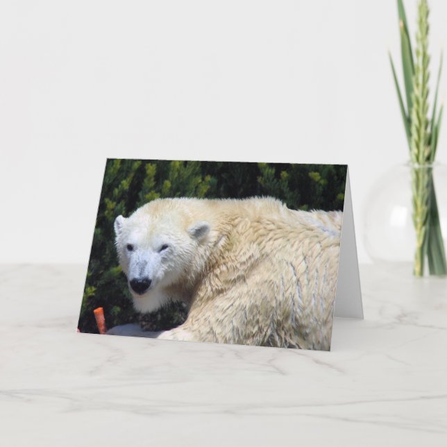 Cartão Belo Urso Polar Personalizado (Frente)