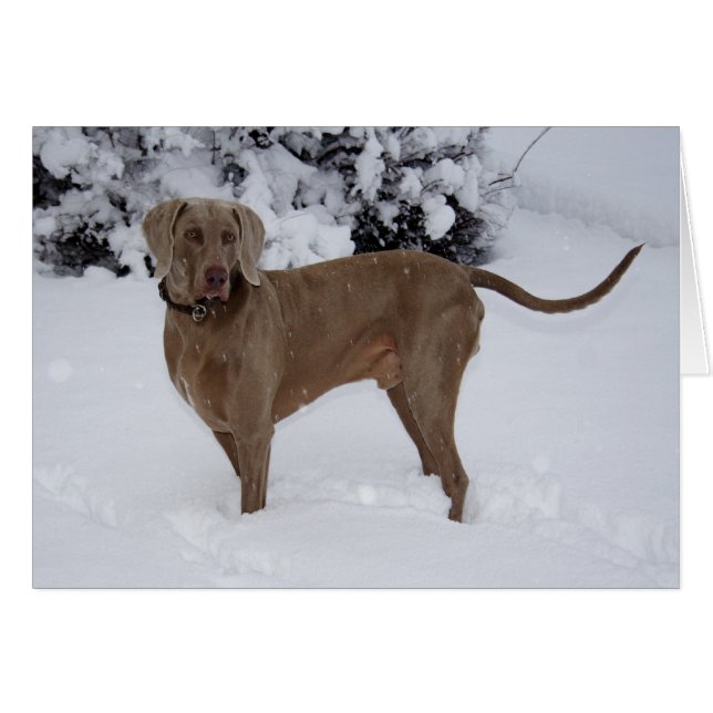 Cartão Belo Weimaraner na neve (Frente Horizontal)
